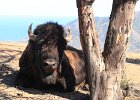 Day 10 - Catalina Island